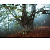   Foggy, Beech tree, Mysterious, Old tree