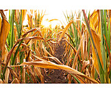   Agriculture, Drought, Maize Field