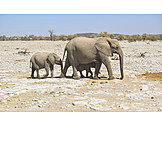   Tierfamilie, Elefant