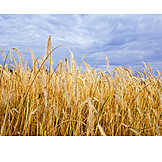   Agriculture, Wheat Field, Wheat Cultivation